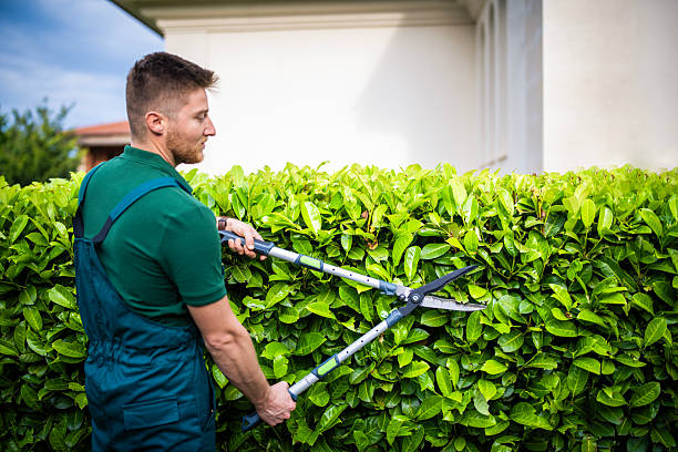 تقليم الاشجار